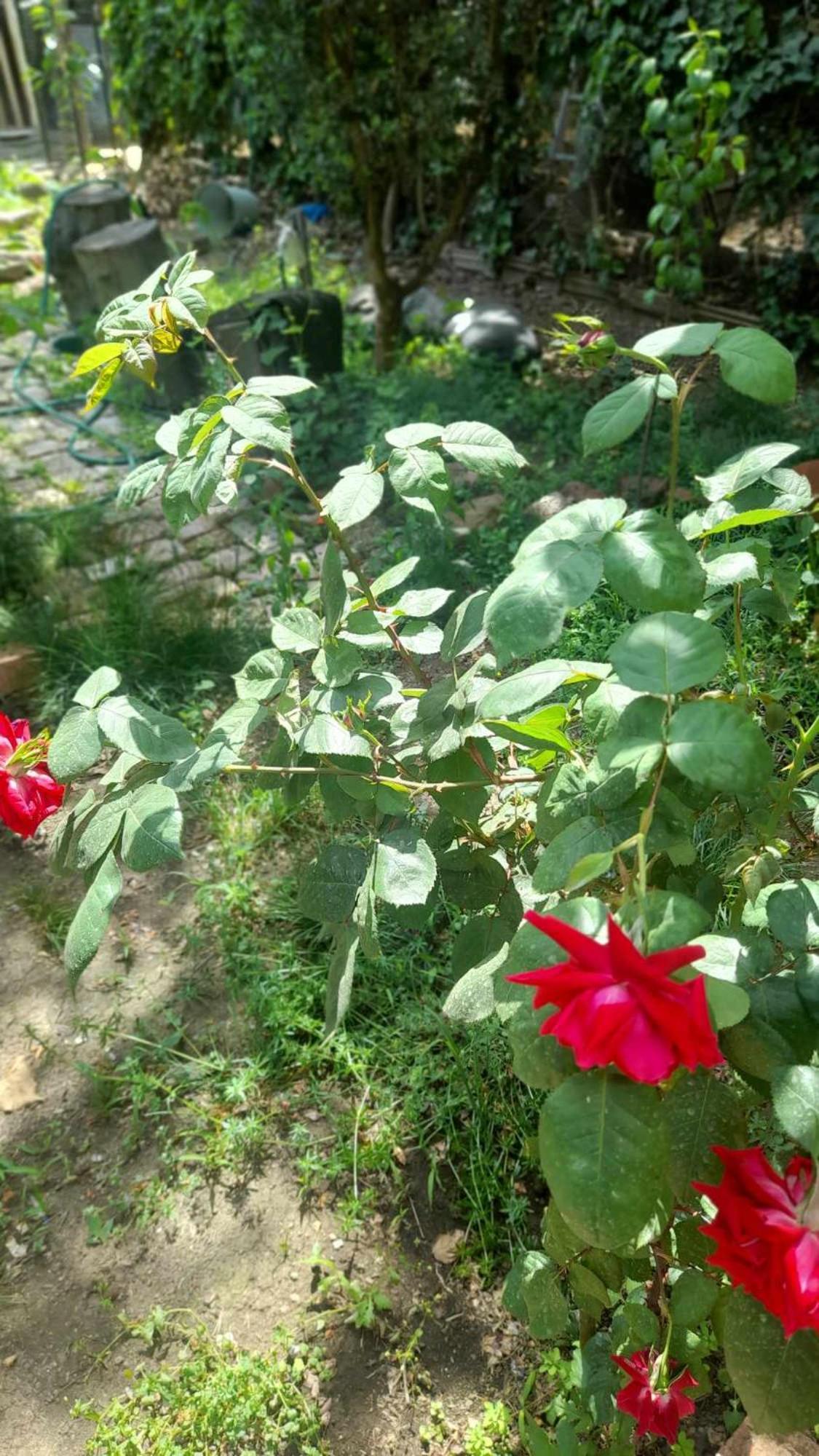Gardens In Vake, Tbilisi Otel Dış mekan fotoğraf